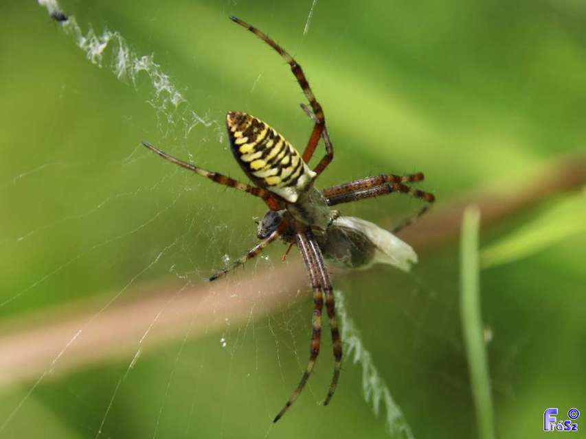 Argiope bruennichi - darázspók