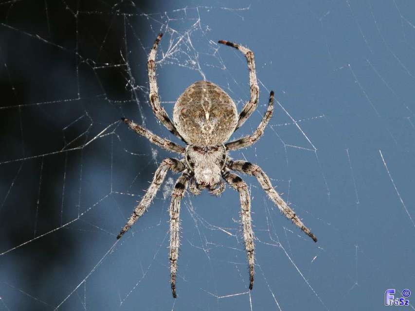 Araneus angulatus - vállas keresztespók