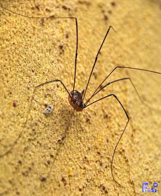 Opiliones - Kaszáspókok