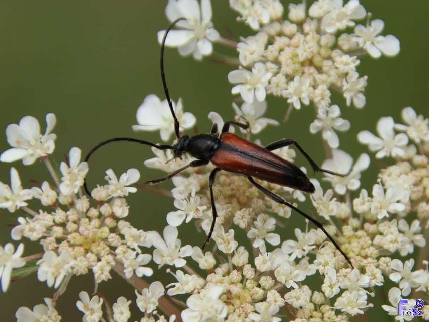 Stenurella melanura - feketevégű karcsúcincér