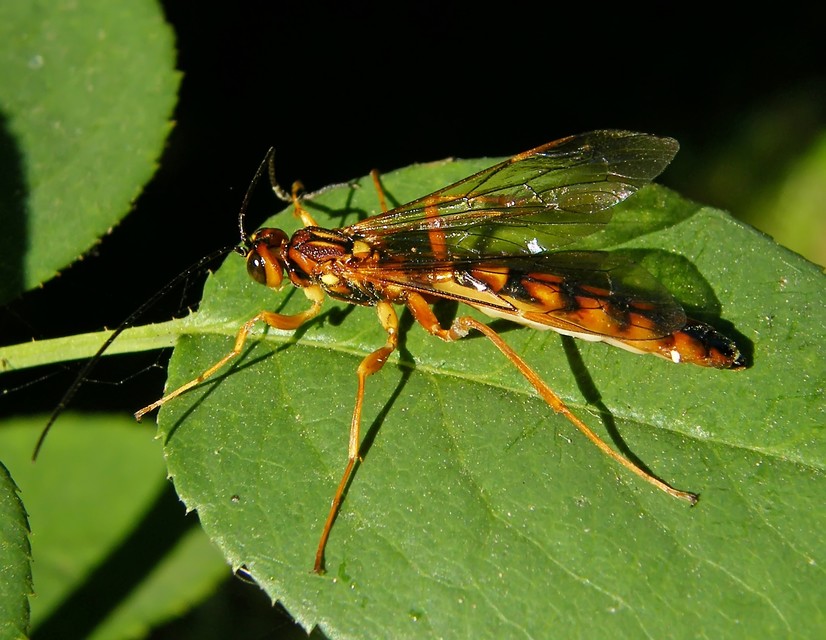 Megarhyssa