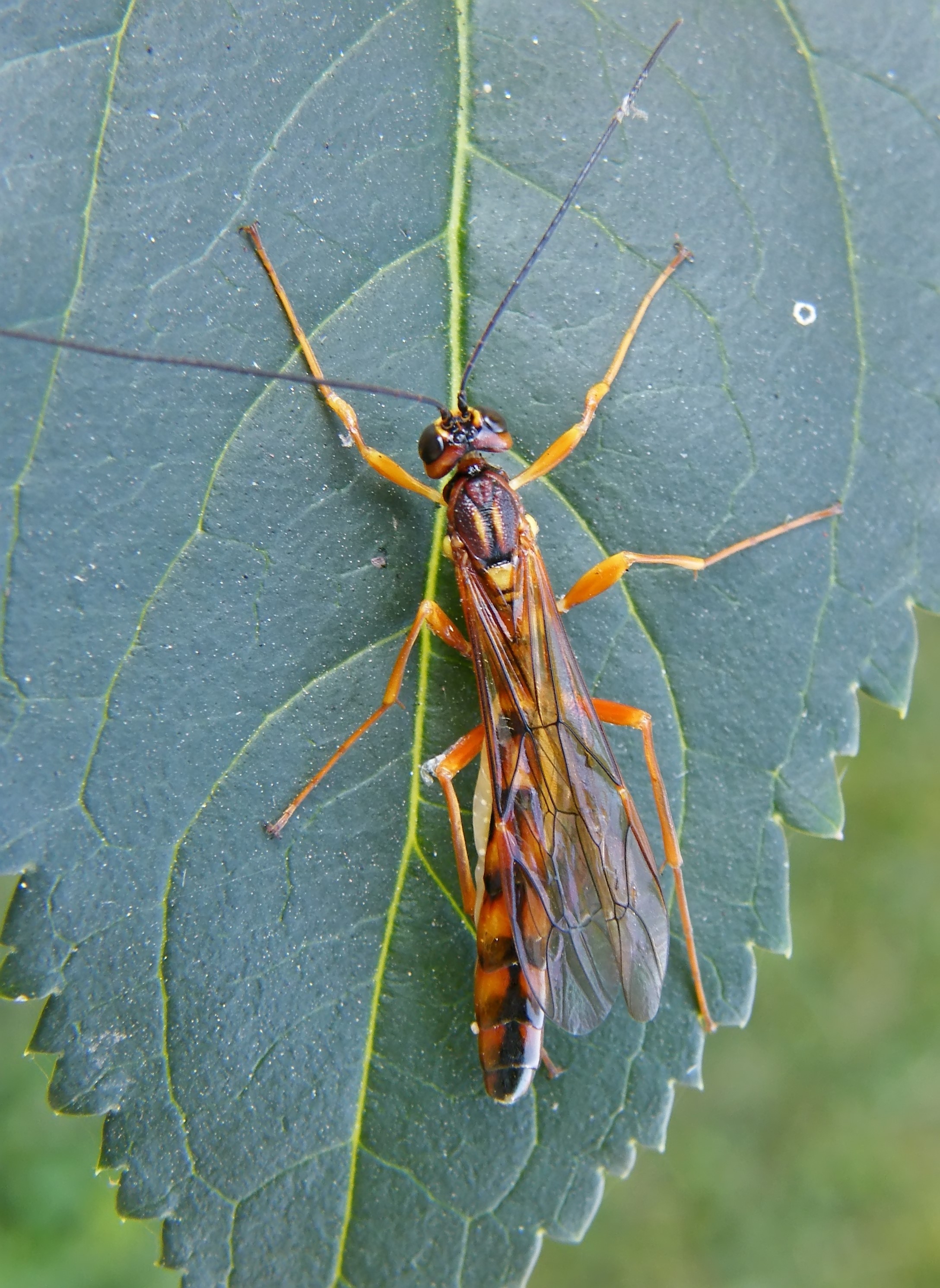 Megarhyssa