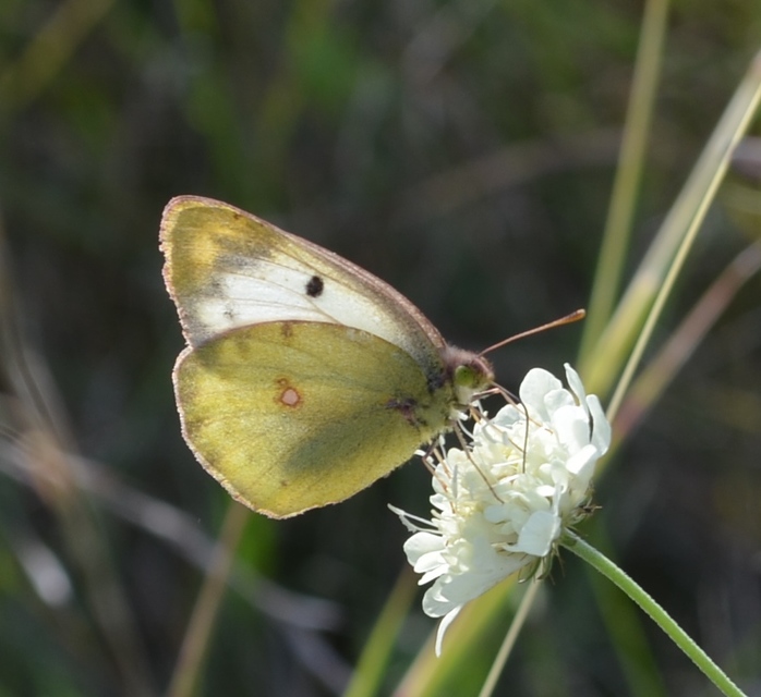 Colias hyale - kéneslepke