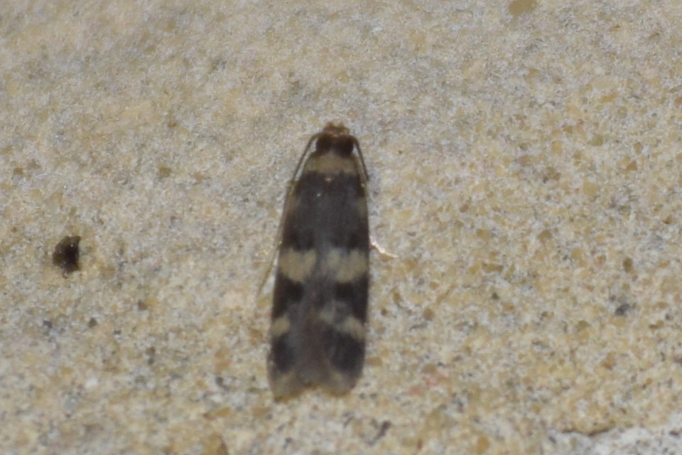 Oegoconia