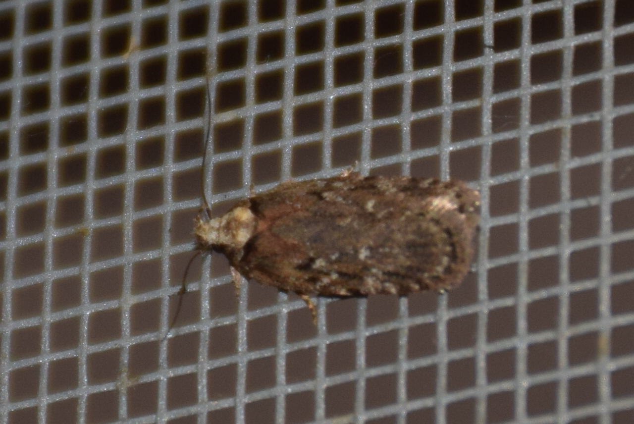 Depressaria pulcherimella - vadrépa-laposmoly