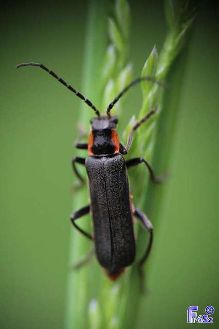 Cantharis obscura - sötét lágybogár