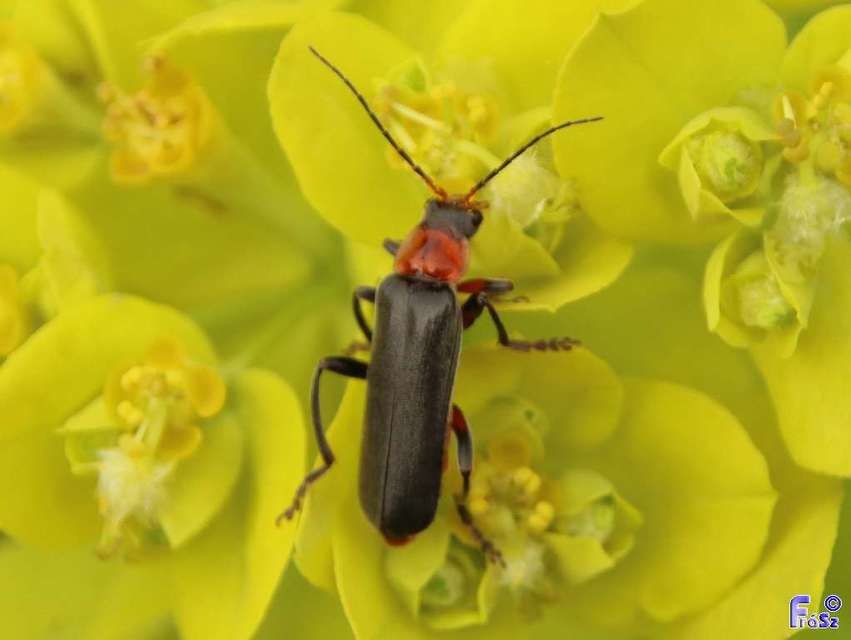 Cantharis rustica - suszterbogár