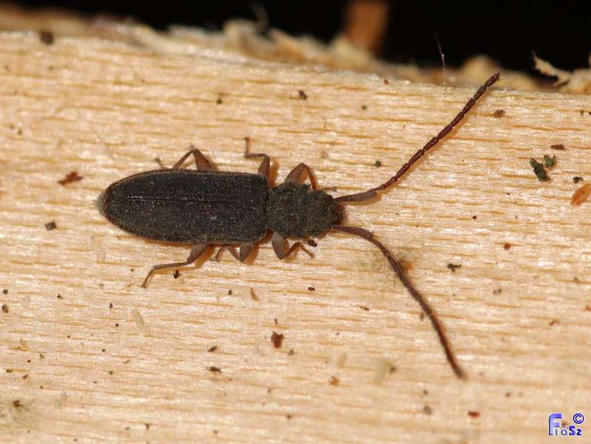 Uleiota planatus - hosszúcsápú fogasnyakú-lapbogár