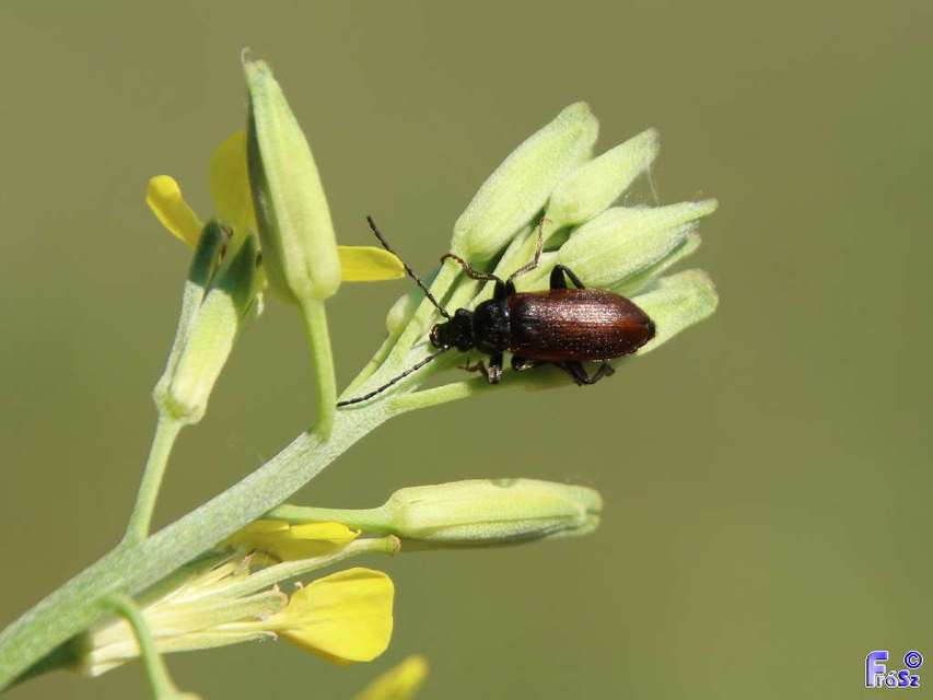 Omophlus lividipes - kis pejbogár Omophlus lividipes - kis pejbogár