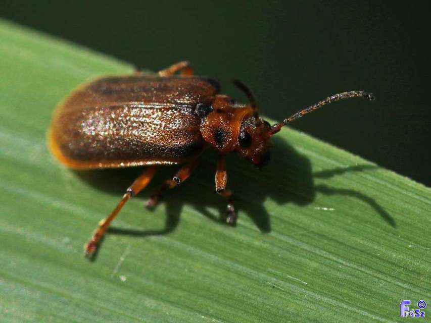 Galerucella