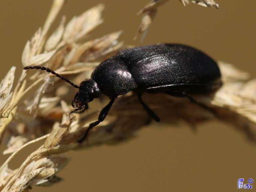 Podonta nigrita - szerecsenbogár