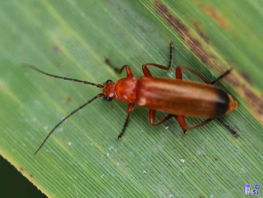 Rhagonycha fulva - feketevégű lágybogár