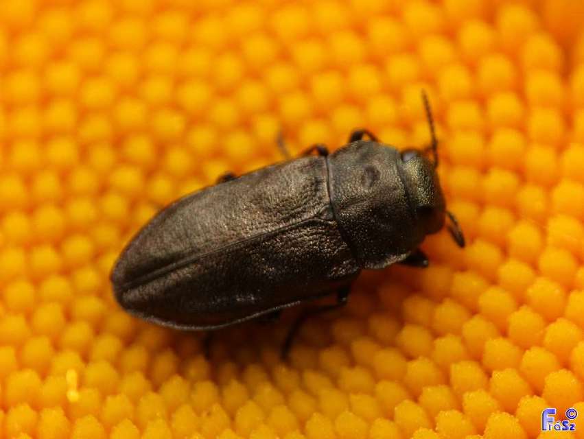 Anthaxia quadripunctata - fekete virágdíszbogár Anthaxia quadripunctata - fekete virágdíszbogár