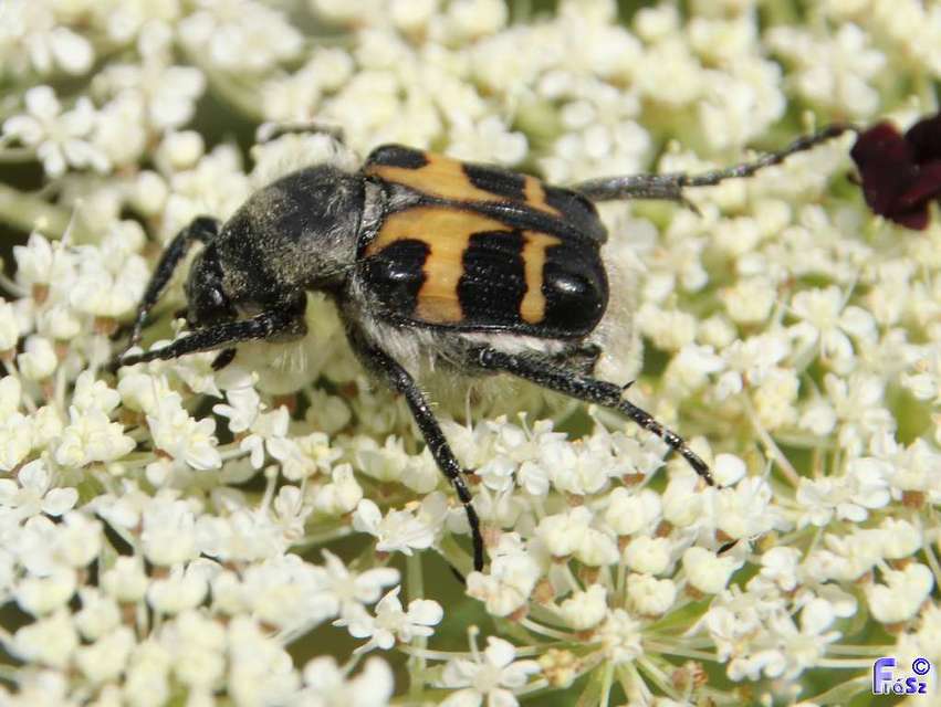 Trichius fasciatus - nyugati prémesbogár