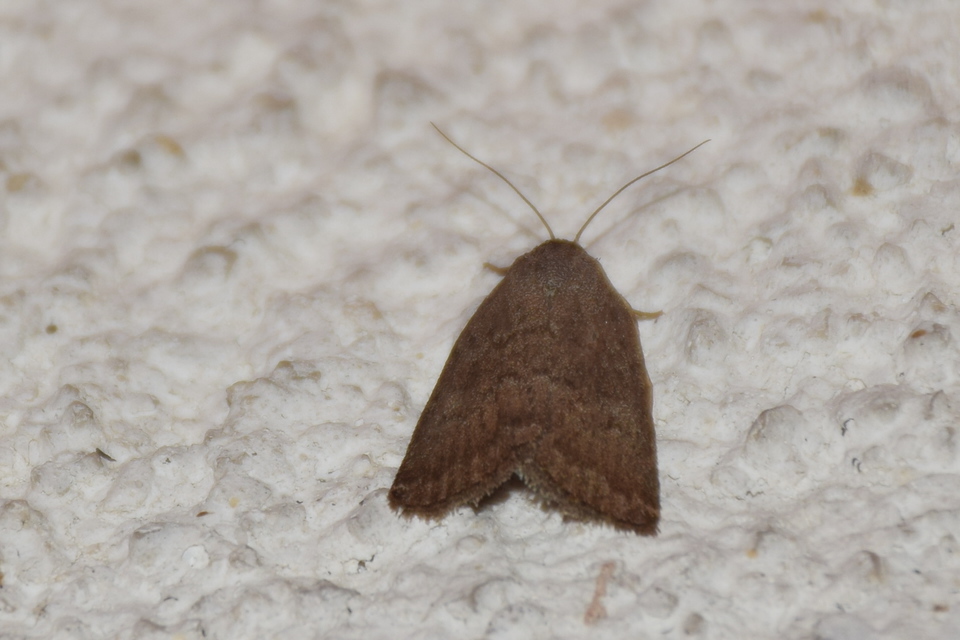 Acosmetia caliginosa - imolabagoly