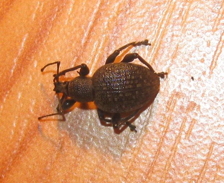 Otiorhynchus armadillo - katonás gyalogormányos
