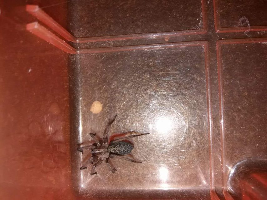 Eratigena agrestis - réti zugpók