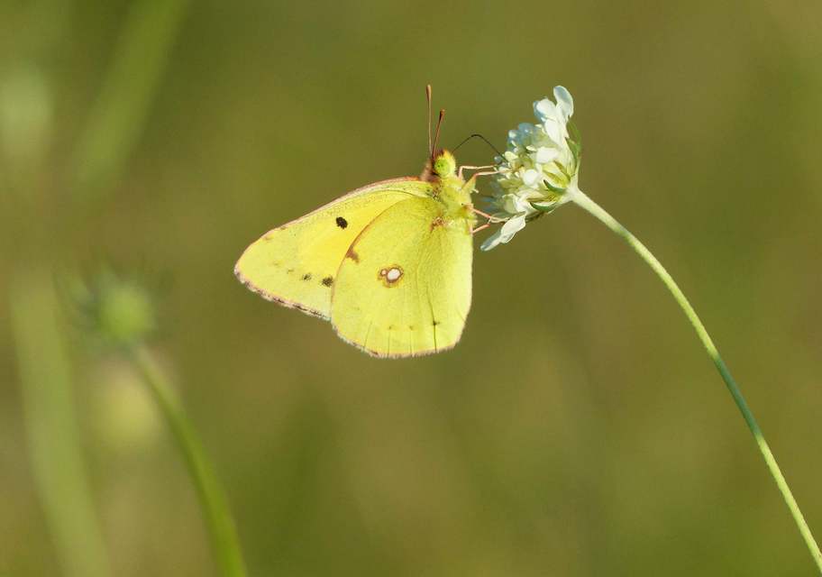 Colias erate - csángó-kéneslepke