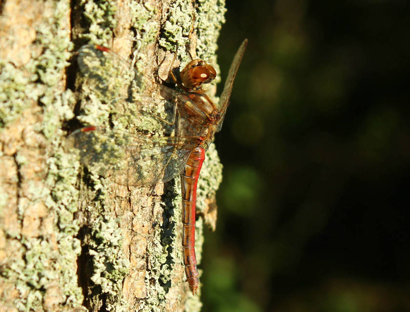 Sympetrum vulgatum - barkós katona-szitakötő