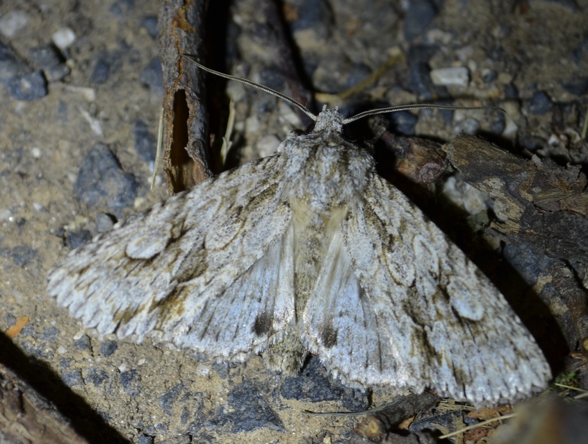 Meganephria bimaculosa - kétfoltos szilbagoly