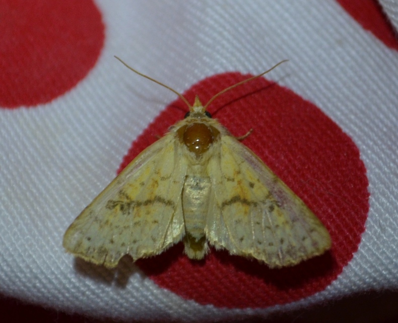 Tiliacea sulphurago - kénes sárgabagoly