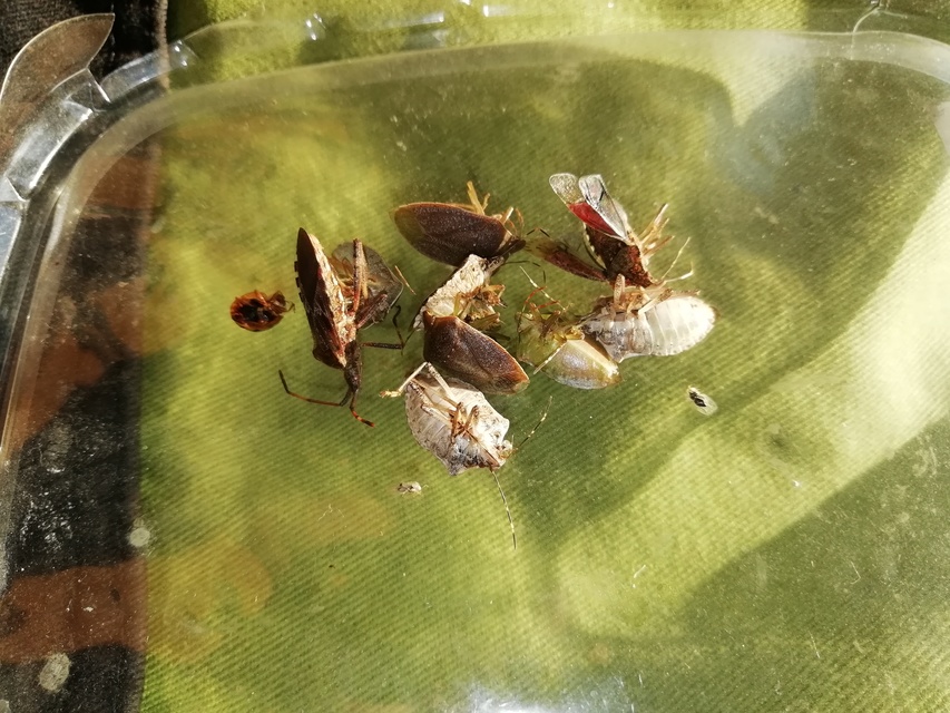 Leptoglossus occidentalis - nyugati levéllábú poloska