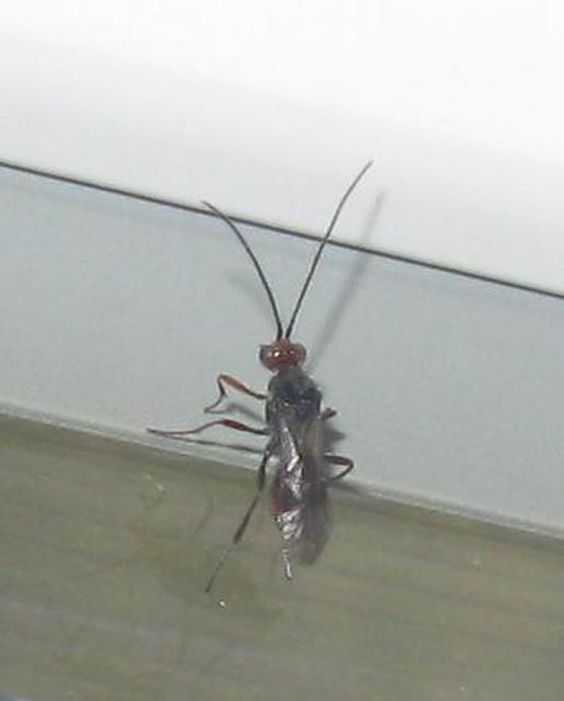 Braconidae - gyilkosfürkészek