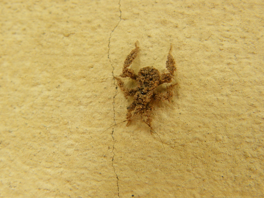 Reduvius personatus - szemetes zugpoloska
