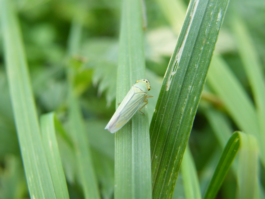 Cicadella viridis - méregzöld kabóca