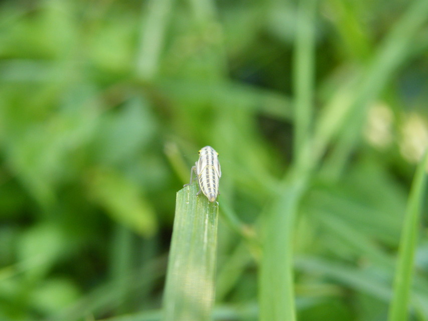Cicadellidae - mezeikabócák
