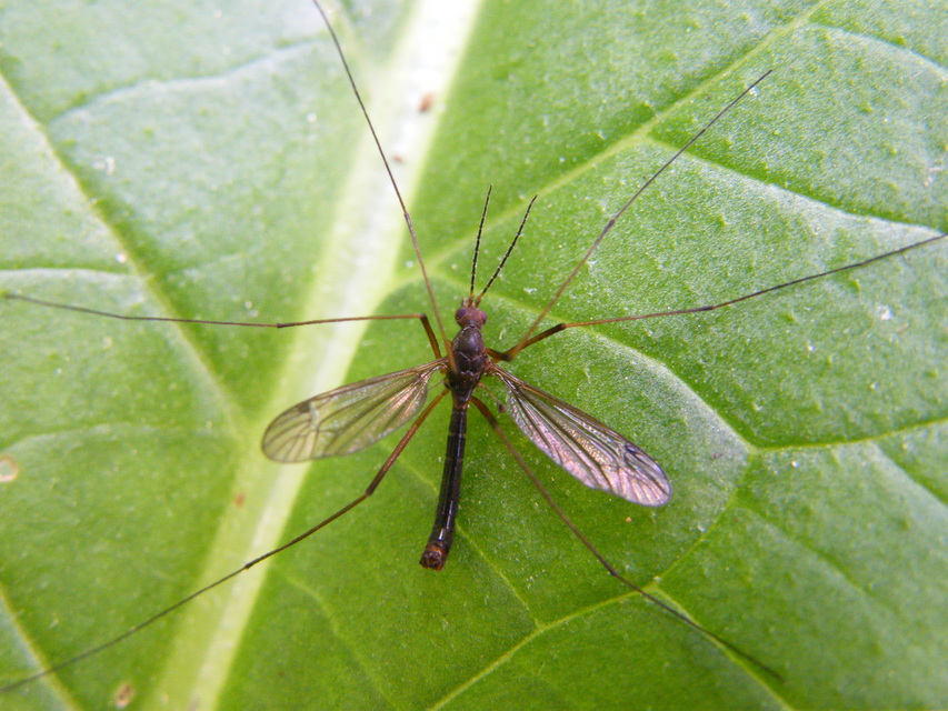 Nigrotipula nigra
