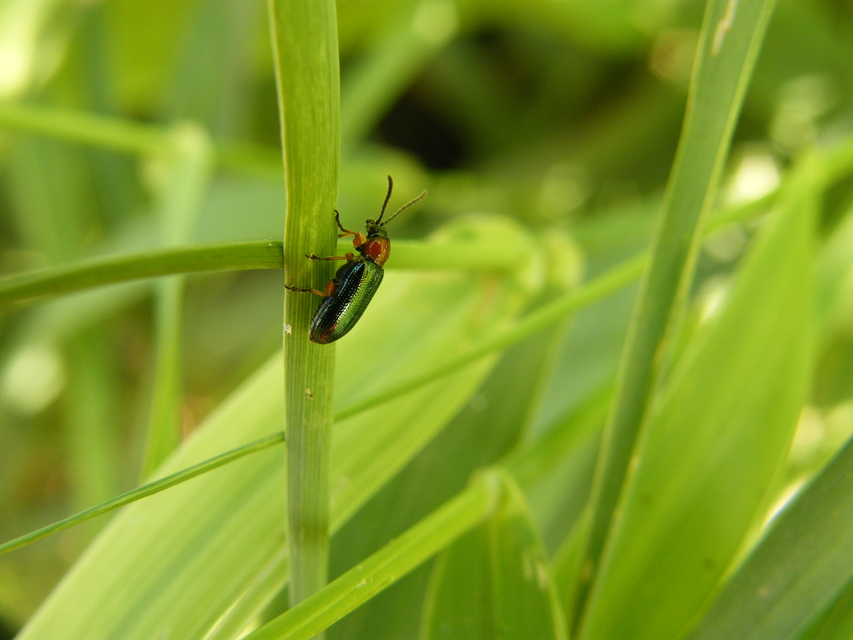 Oulema melanopus/duftschmidi