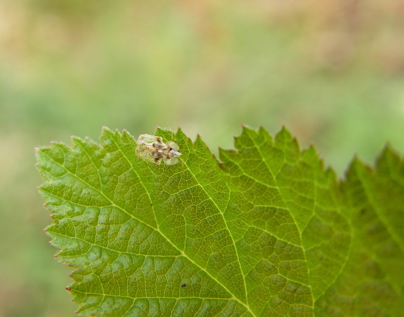 Corythucha arcuata - tölgy-csipkéspoloska