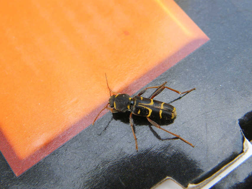 Xylotrechus antilope - fürge darázscincér