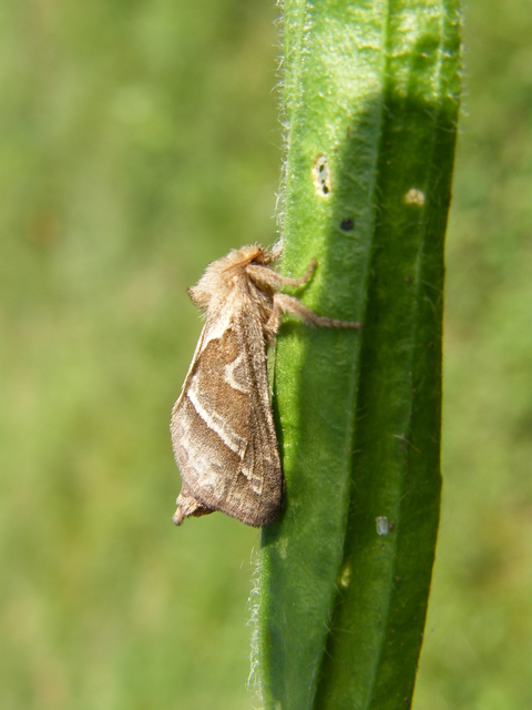 Triodia sylvina - kis gyökérrágólepke