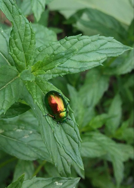 Chrysolina herbacea - zöld mentalevelész