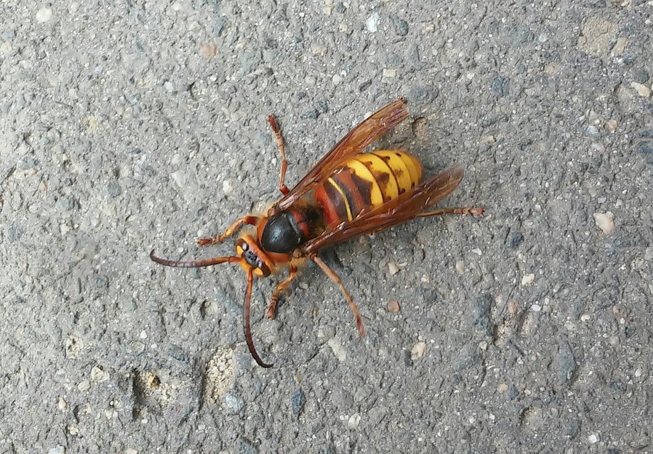 Vespa crabro - lódarázs