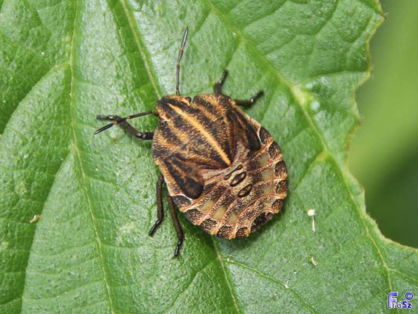 Graphosoma italicum - csíkos pajzsospoloska