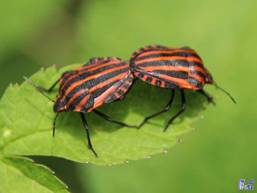 Graphosoma italicum - csíkos pajzsospoloska