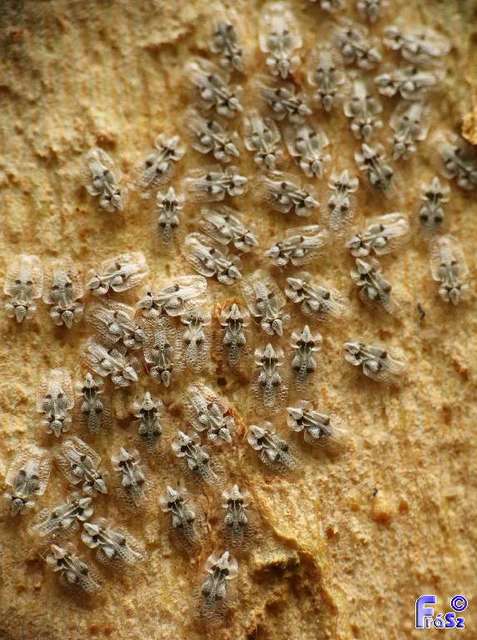 Corythucha ciliata - platán-csipkéspoloska