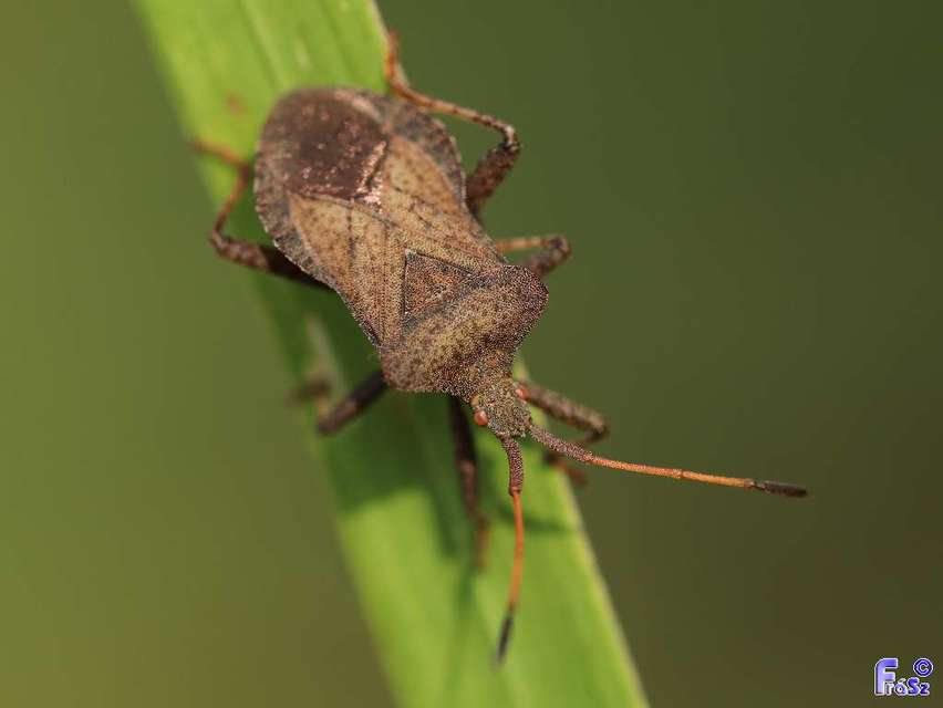 Coreus marginatus - közönséges karimáspoloska