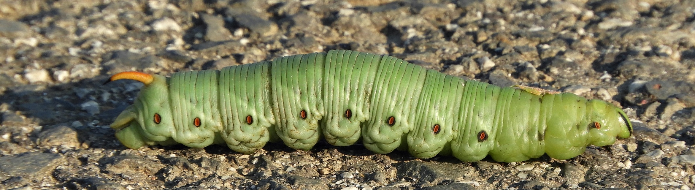 Agrius convolvuli - szulákszender