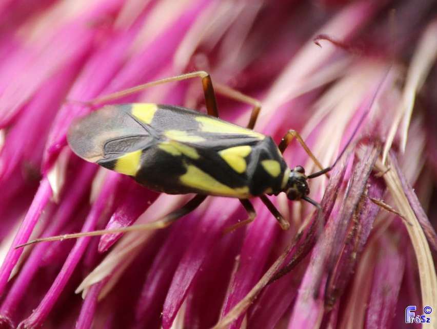 Grypocoris sexguttatus - hatpettyes díszpoloska Grypocoris sexguttatus - hatpettyes díszpoloska