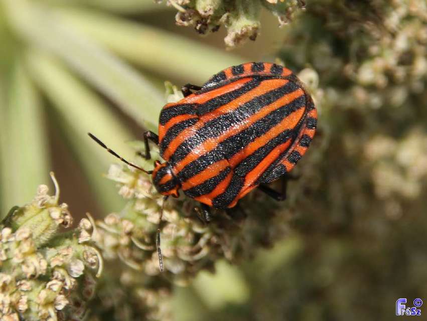 Graphosoma italicum - csíkos pajzsospoloska