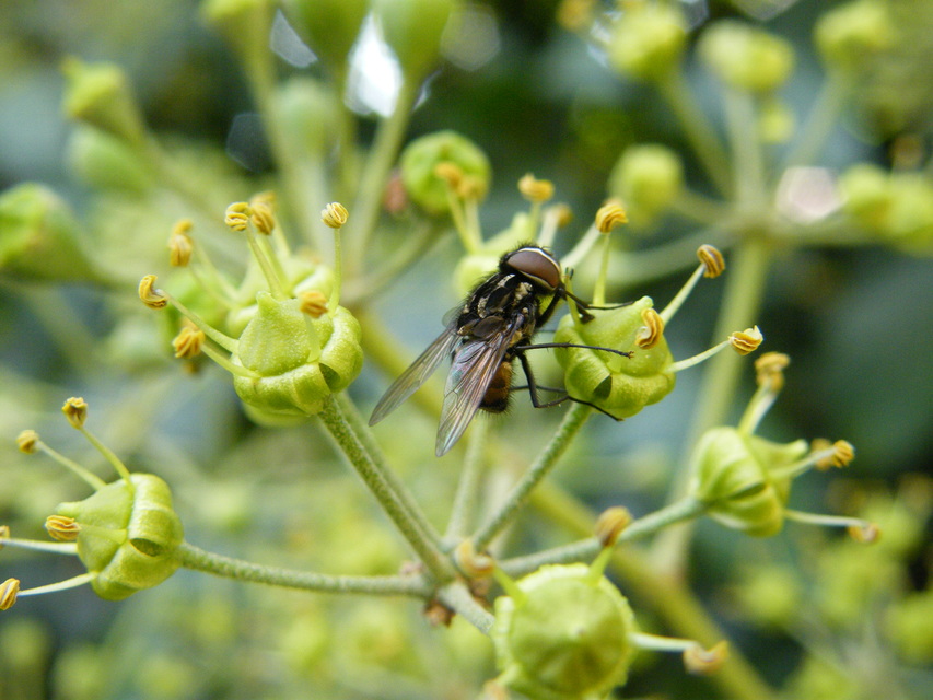 Graphomya maculata
