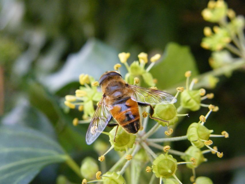 Eristalis tenax - közönséges herelégy