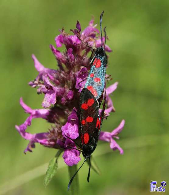 Zygaena filipendulae - acélszínű csüngőlepke