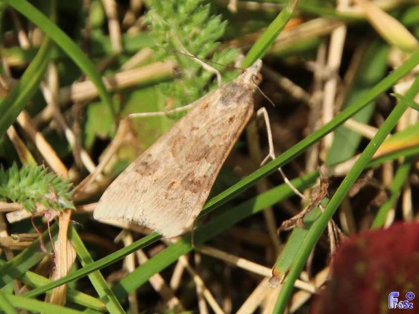 Nomophila noctuella - közönséges vándormoly