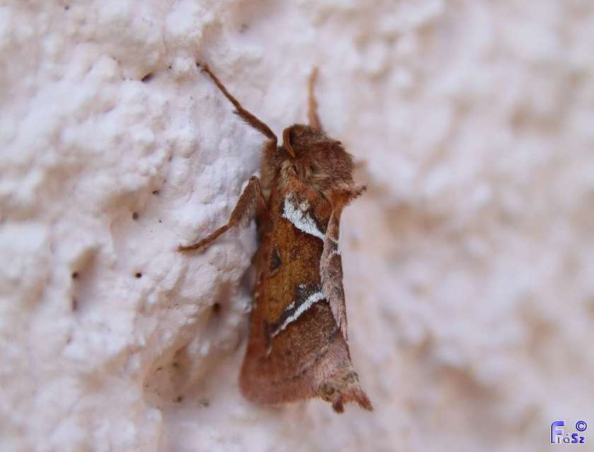 Triodia sylvina - kis gyökérrágólepke