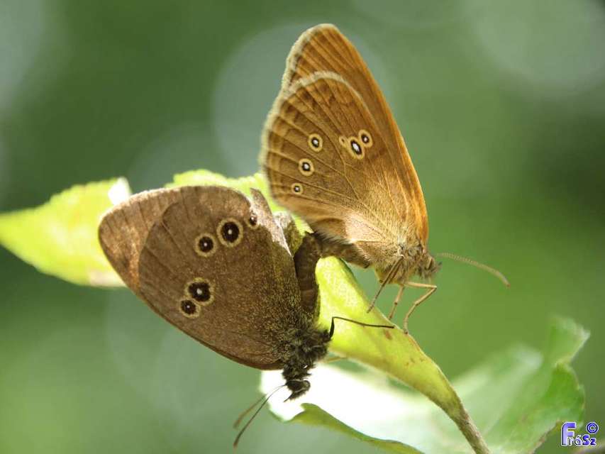 Aphantopus hyperanthus - közönséges ökörszemlepke